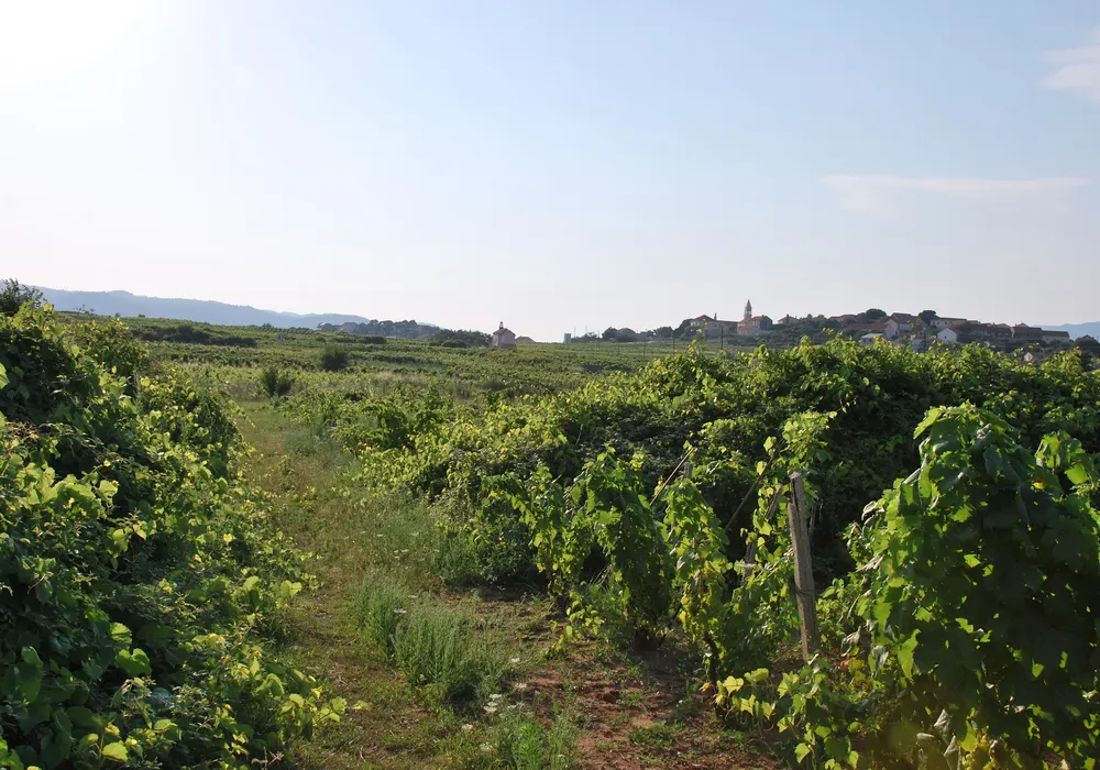 Vinograd na otoku Korčuli